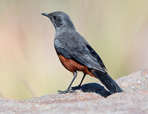 Mocking Cliff Chat female